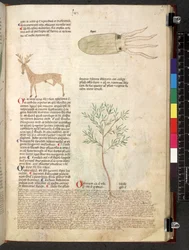 Tractatus de herbis (Herbal)