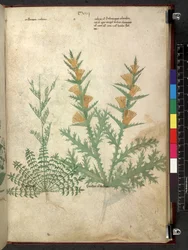 Tractatus de herbis (Herbal)
