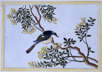 Bird - Japanese Print