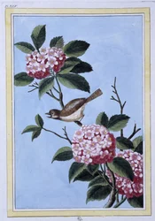 Bird - Japanese print
