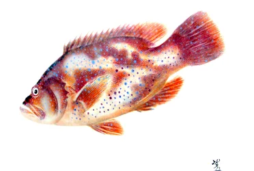 Gyotaku