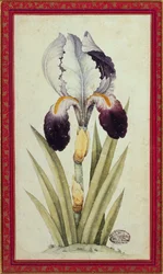 Study of a Flag Iris