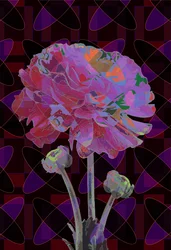 Carnation, 2019