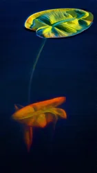 T Lily 3