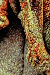 Tree Trunk