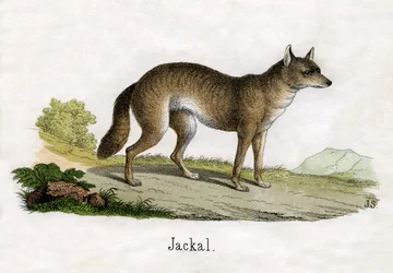 Antique Print of a Jackal