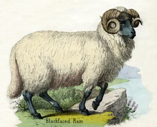 Antique Print of a Norfolk Horn Ram