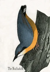 Antique Print of a Nuthatch