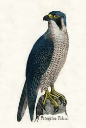 Antique Print of a Peregrine Falcon