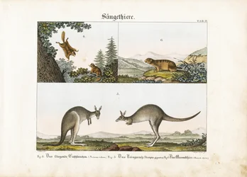 Exotic Mammals: Flying Squirrel, Kangaroo and Marmot