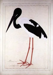Black-necked Stork, Xenorhynchus asiaticus, painted for Lady Impey at Calcutta