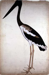 Black-necked Stork, Xenorhynchus asiaticus, painted for Lady Impey at Calcutta, c.1780