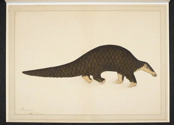 Pangolin or Scaly Anteater