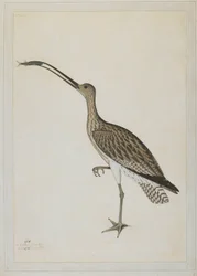 Eastern Curlew Devouring a Mudskipper