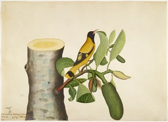 Black Hooded Oriole and Insect on Jackfruit Stump, folio from a Series Commissioned by Lady Impey