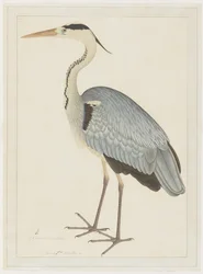 Grey Heron, folio from a Series Commissioned by Lady Impey