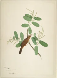 Hwamei on Terminalia Branch, folio from a Series Commissioned by Lady Impey