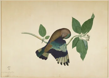 Indian Roller on Sandalwood Branch, Folio from a Series Commissioned by Lady Impey
