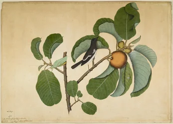 Oriental Magpie Robin with Katydid and Leaf Hopper on Monkey Jack Branch, folio from a Series Commissioned by Lady Impey