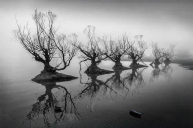 Bare Trees in Fog