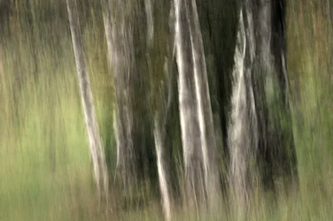 Blurred Forest Serenity