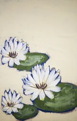 White Water Lilies