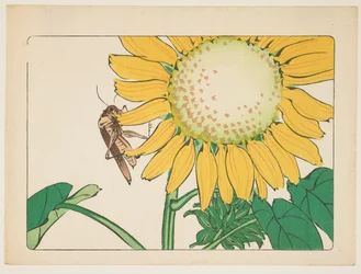 (Grasshopper and Sunflower)