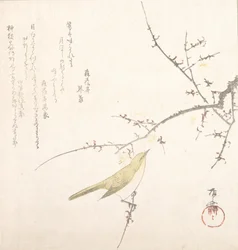 New Moon, Nightingale on a Plum Branch