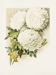 Chrysanthemums for Christmas Eve