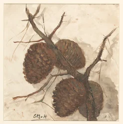 Pine Cones on a Branch