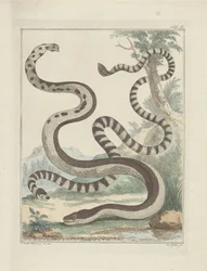 Flat-Tailed Snakes