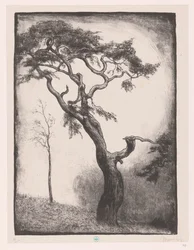 Pine Tree