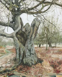 Old Tree, Richmond Park