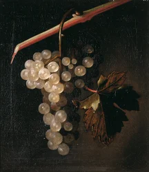 A Bunch of Grapes Hanging before a Stone Wall