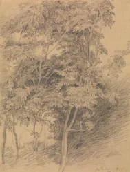 Tree Study