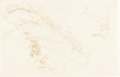 Honeysuckle