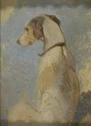 Study of a Greyhound