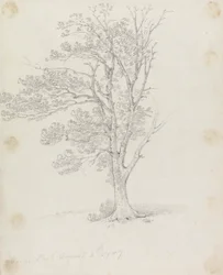 Tree at Easton Park
