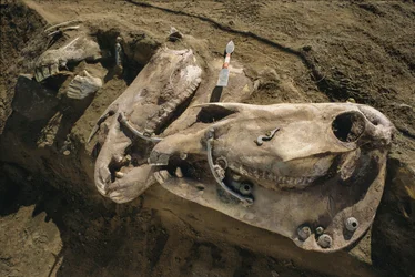 Horse skulls with bridle parts still in place fill a Scythian grave, 2022