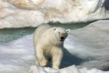 Polar bear walking across an ice floe, Svalbard Islands, Norway, 2022 (photo)