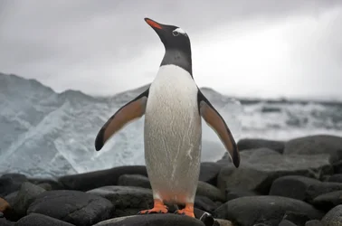 Portrait of a gentoo penguin, Pygoscelis papua, Antarctica, 2022