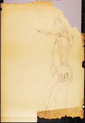 Anatomy Study