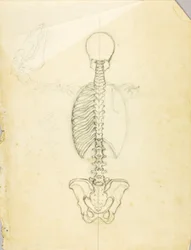 Anatomy Study