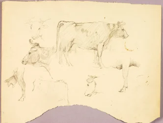 Bulls
