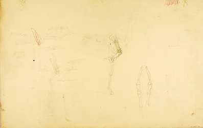 Horse Anatomy