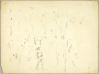 Horse Study