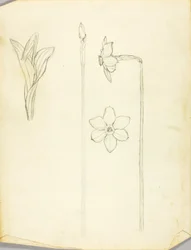 Plant Study