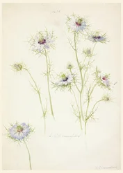 Studies: Love-in-a-mist, late 19th century
