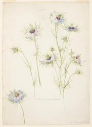 Study of Love-in-a-mist