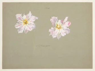 Study of Pale Pink Peonies